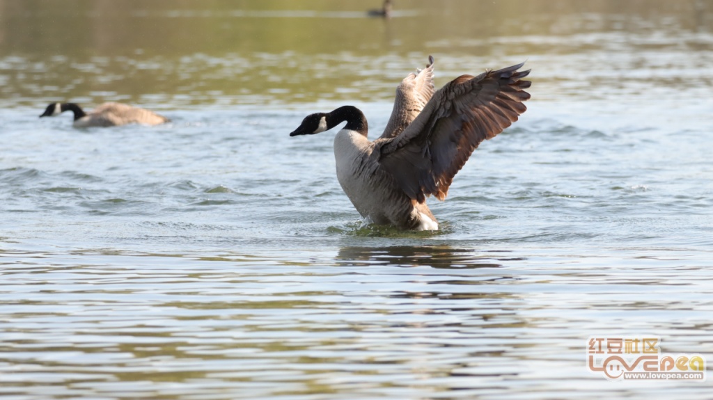  亚特兰大高空轰炸奏效，真蓝黑头球砸开胜利之门